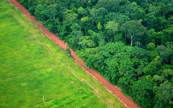 Contrast between forest and land cleared for agricultural use near Rio Branco, Acre, Brazil.